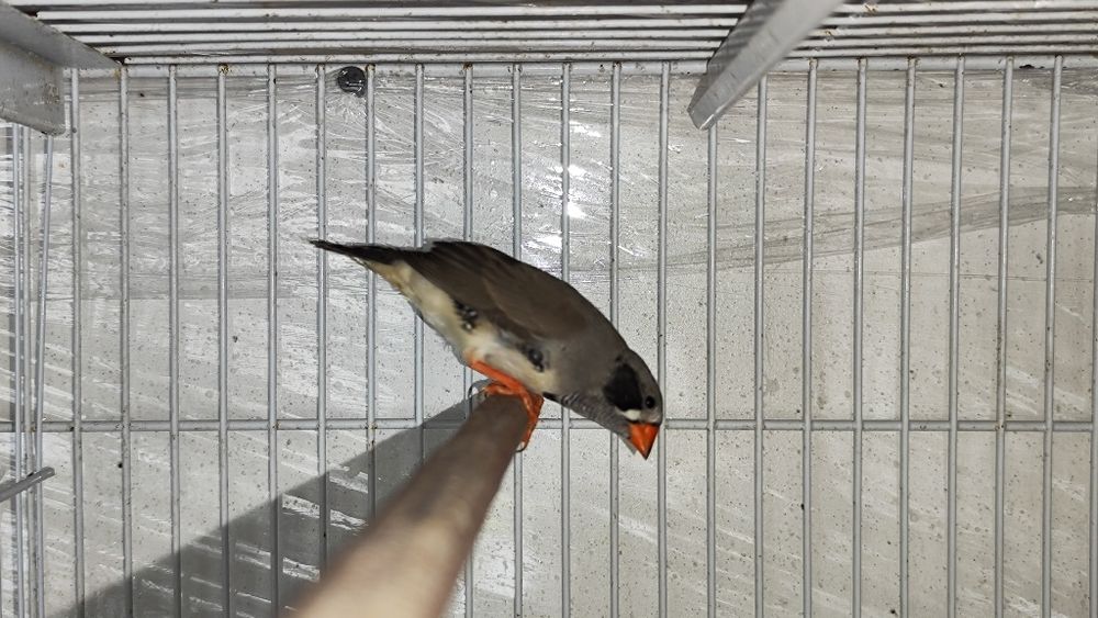 Diamante Mandarim bochecha preta 2025