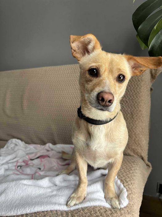 Oddam za darmo w dobre ręce