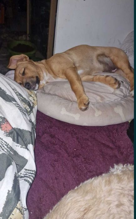 Zuzia mała agentka do adopcji ,pełna radości.