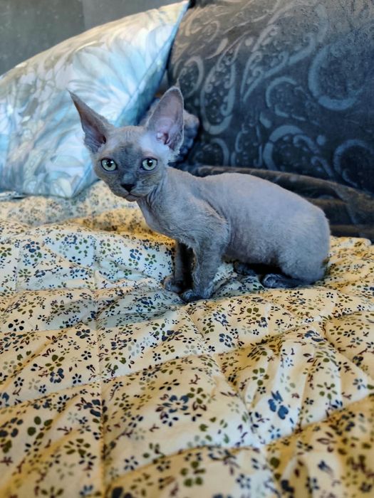 Kotka Devon Rex