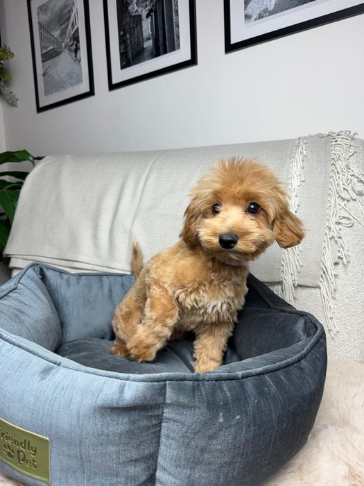 maltipoo suczka gotowa