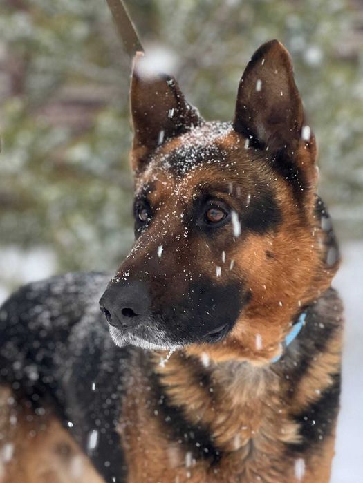 вівчар Вінс у добрі руки