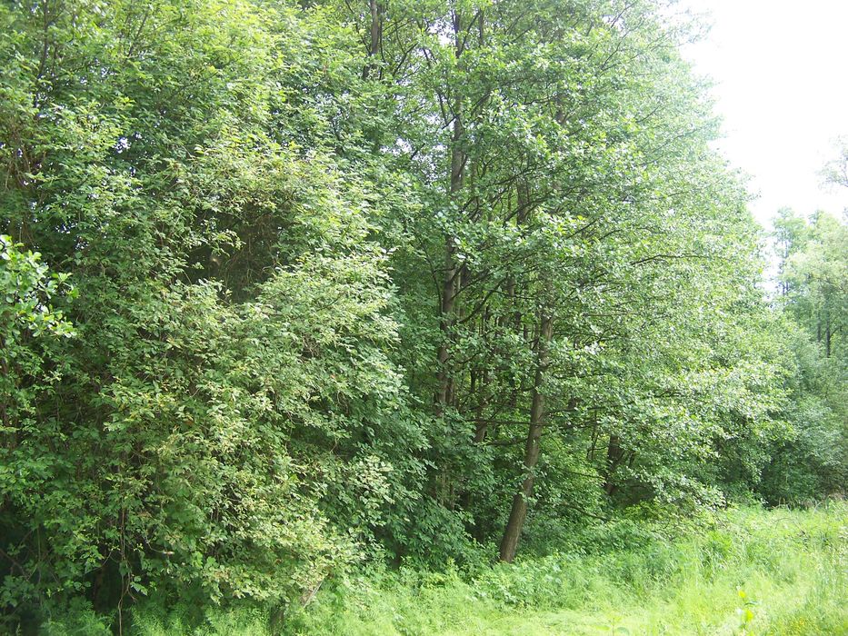 Działka Żurawłówka