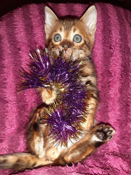 Новорічні бенгальчики в яскравих шубках. Всі BENn24