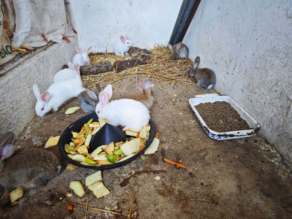 Coelhinhos caseiros bem cuidados