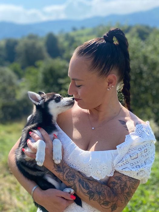 Аляскінський клі кай (міні хаскі)