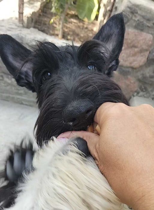 Цуценята шотландського тер'єра