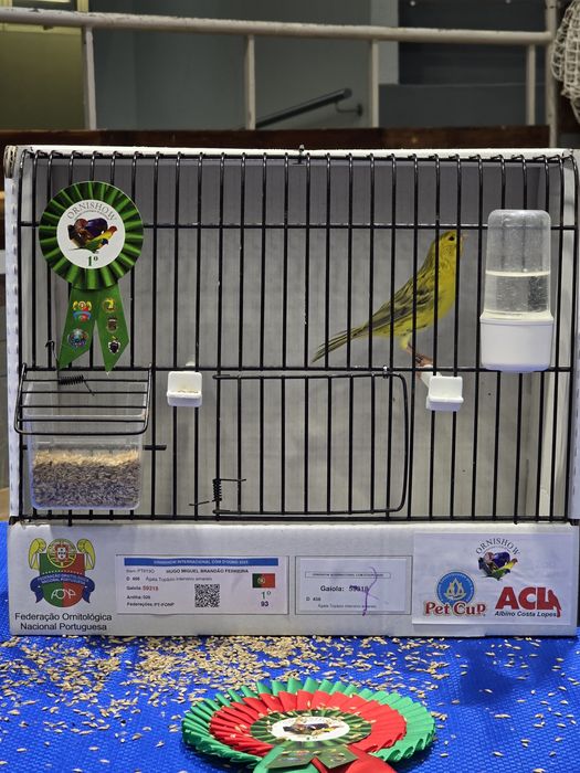 Ágata topázio amarelo intenso e nevado