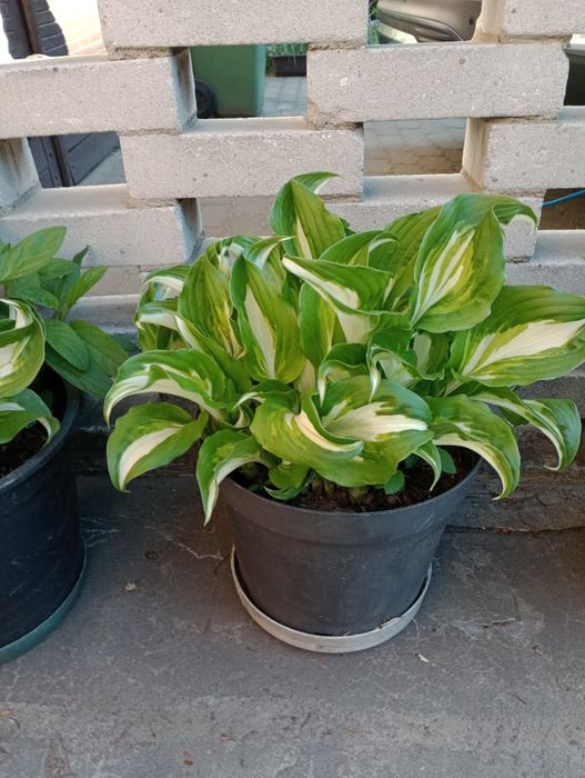 Funkia Hosta wieloletnia