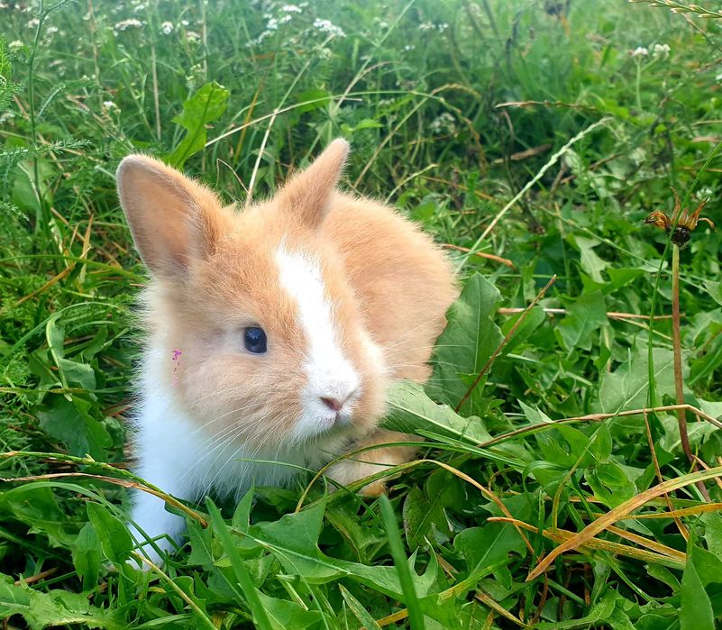 Króliki,  kroliczki , królik,  miniaturowe,  miniaturki