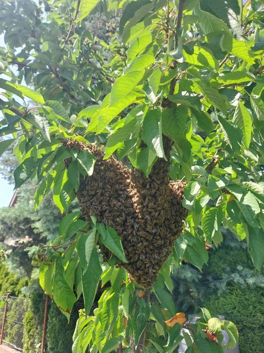 Pszczoły roje pszczele