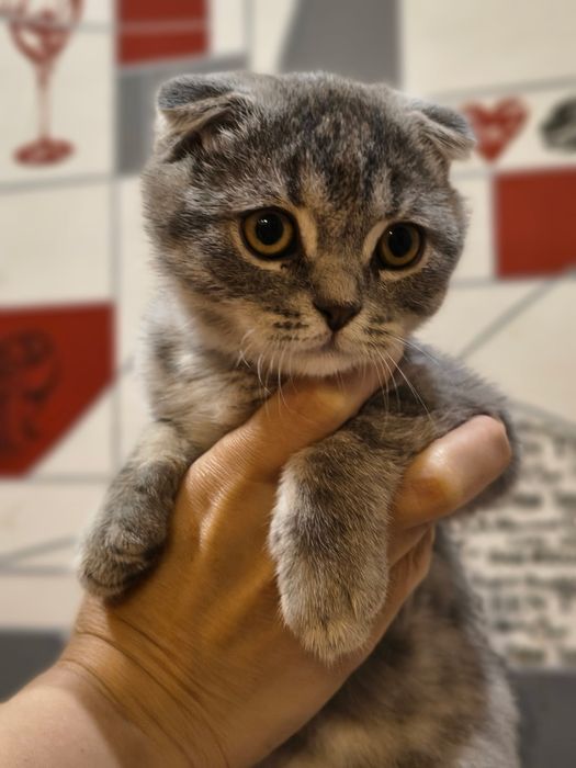 Котик  шотландський
