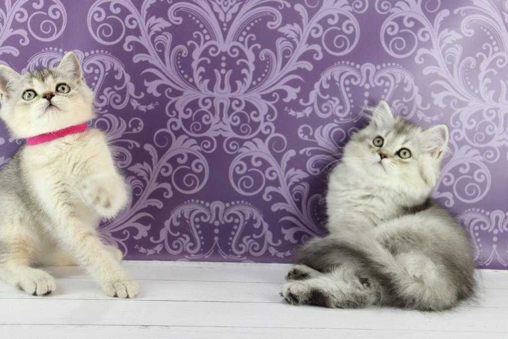 Хлопчики та дівчатка породи