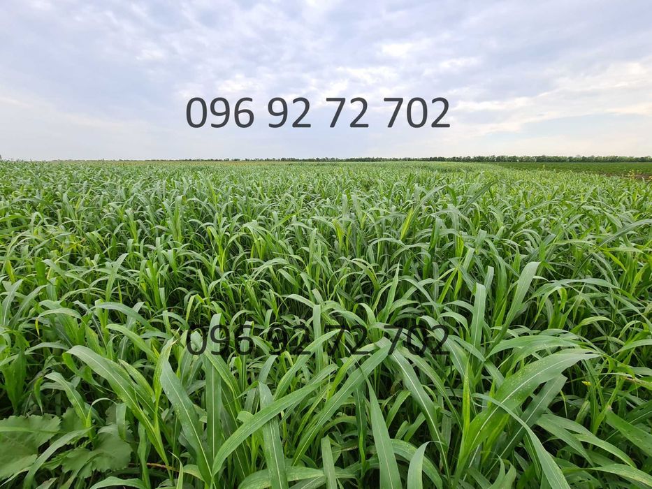 Насіння суданки та Люцерни! Посухостійке! Витримує засуху!