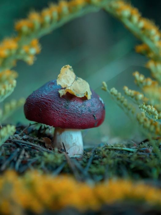 Olympus 70-300,Olympus 14-54,Перехідник 4/3-Micro 4/3