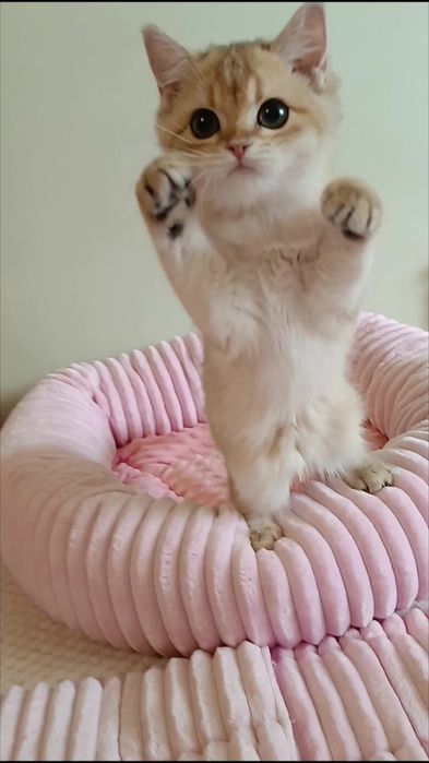 Классная кошечка золотая шиншилла