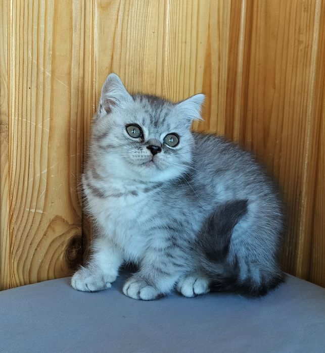 Гарний хлопчина срібна шиншила.