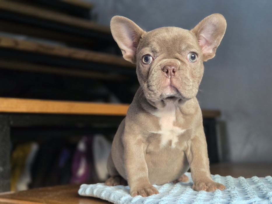 Бомбічна дівчинка французький бульдог