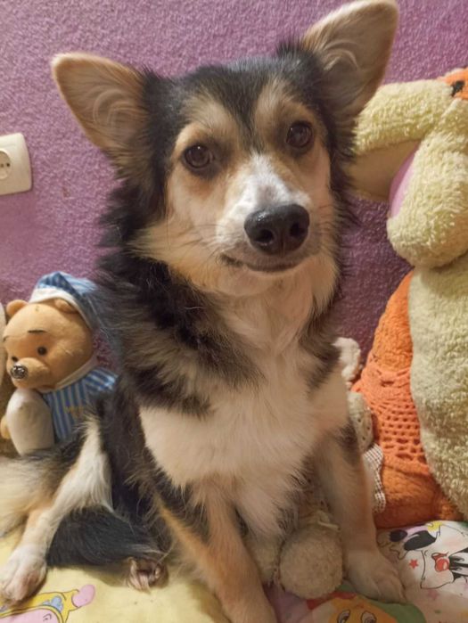 Невеличка собачка, стерилізована, приблизно рік