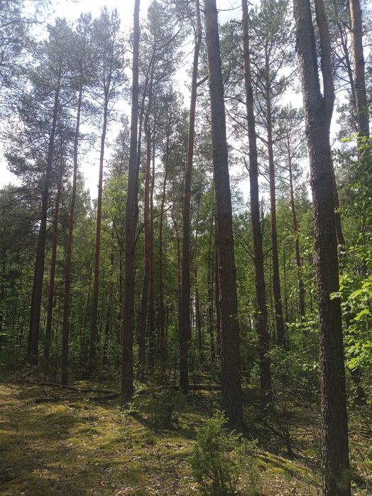 Sprzedam Las ,2,19 hektara Strabla!!!