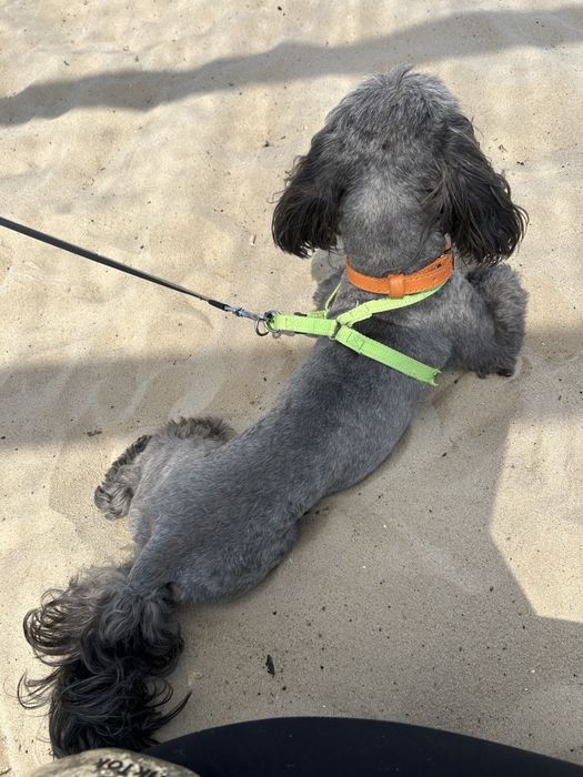 Шукаємо подругу для собаки шицу мальтіпу пудель шипу случка