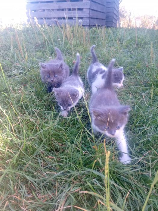 Маленькі кошенята