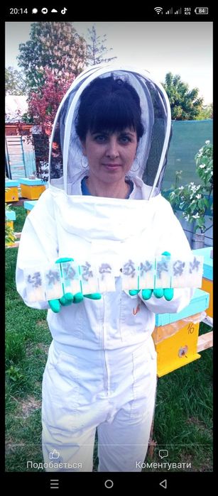 Бджолині матки укр.степ