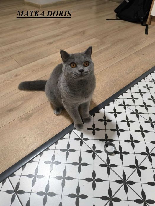 kocurek brytyjski ElGato M&A