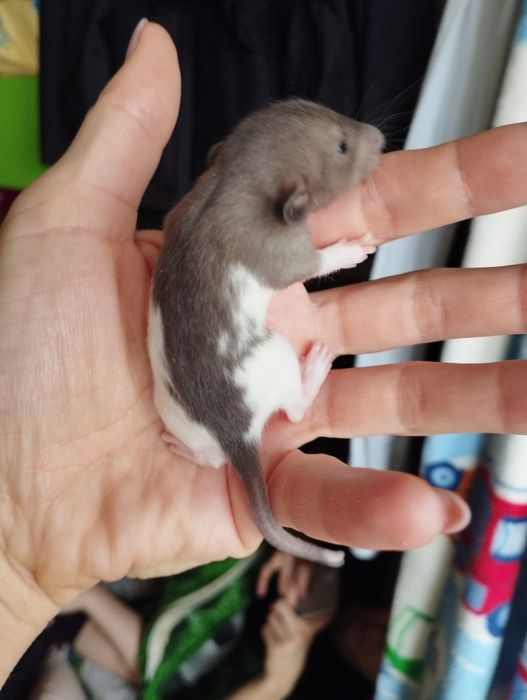 Пропоную крисинята дамбо