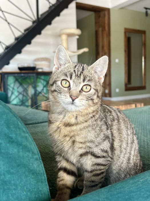 Borówka – młoda kotka,szuka  domu