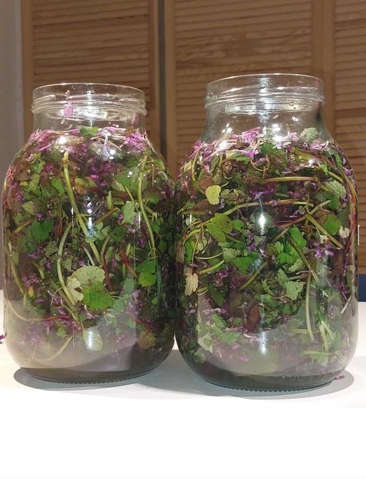 Ocet Jasnota purpurowa trawienie, menstruacja