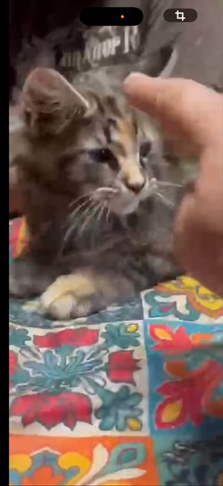 Menina maine coon disponivel para entrega imediata.