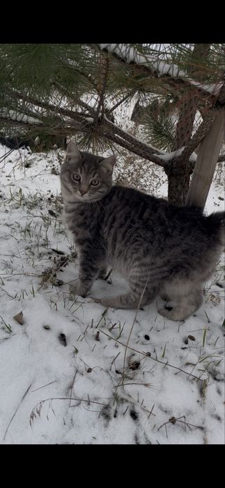 Кішка та кошеня(підліток) безкоштовно