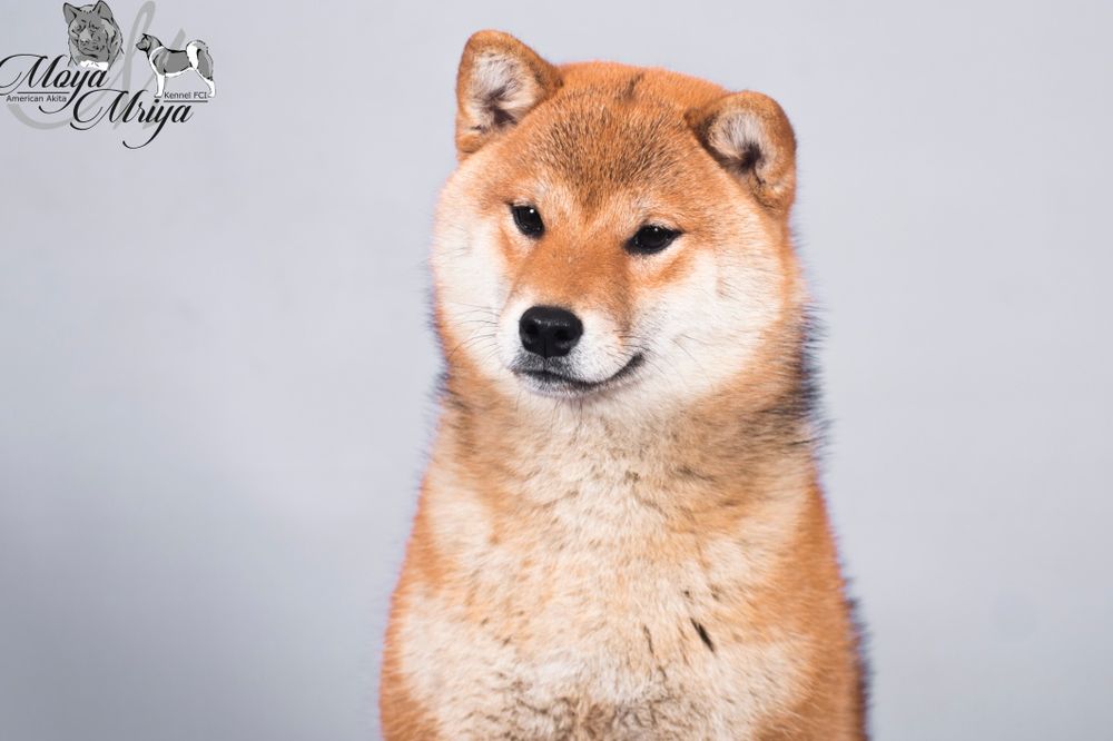 Шиба іну/ шиба ину/ сіба/ сиба/ shiba