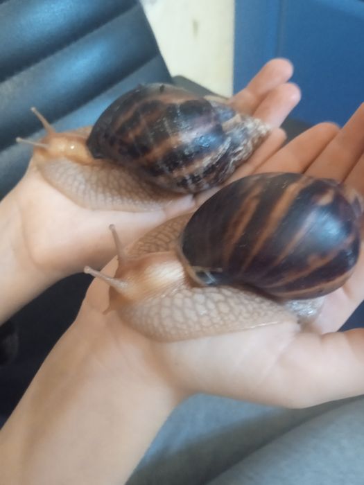 Элитные улитка Ахотина ЭКСКЛЮЗИВ доставка по Украине и за границу