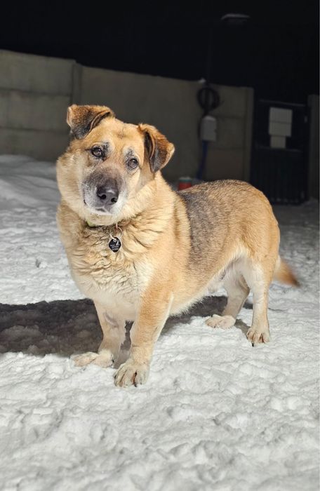 Nero gotowy do adopcji