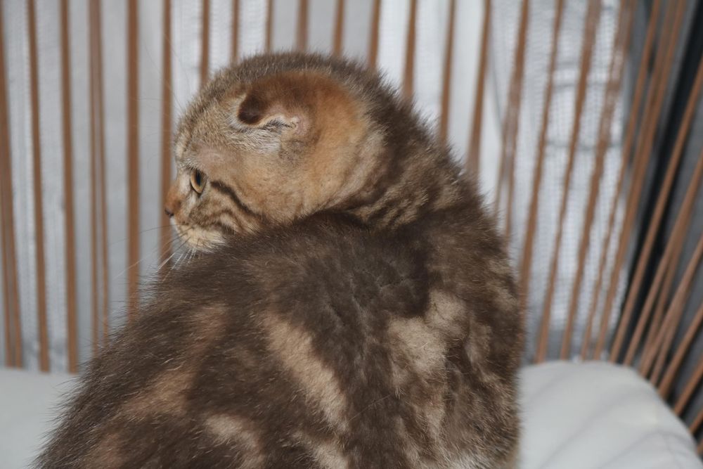 um gatinho scottish fold golden brown