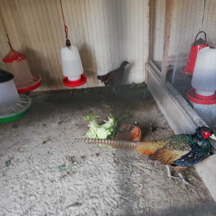 faisão versicolor para venda nascidos este ano maio 2025