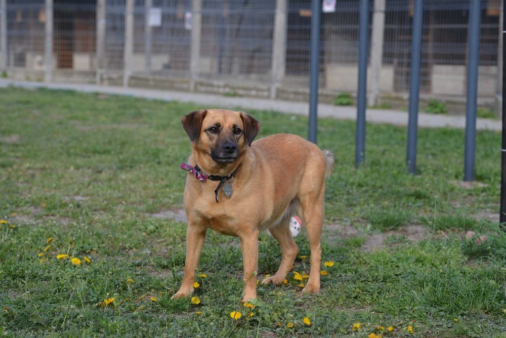 Makeup – piesek z ogromnym sercem, który chce być blisko człowieka