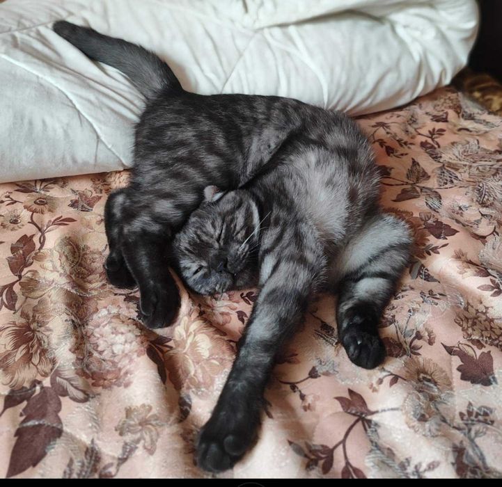 Шотланський вісловухий котик (скоттиш фолд)