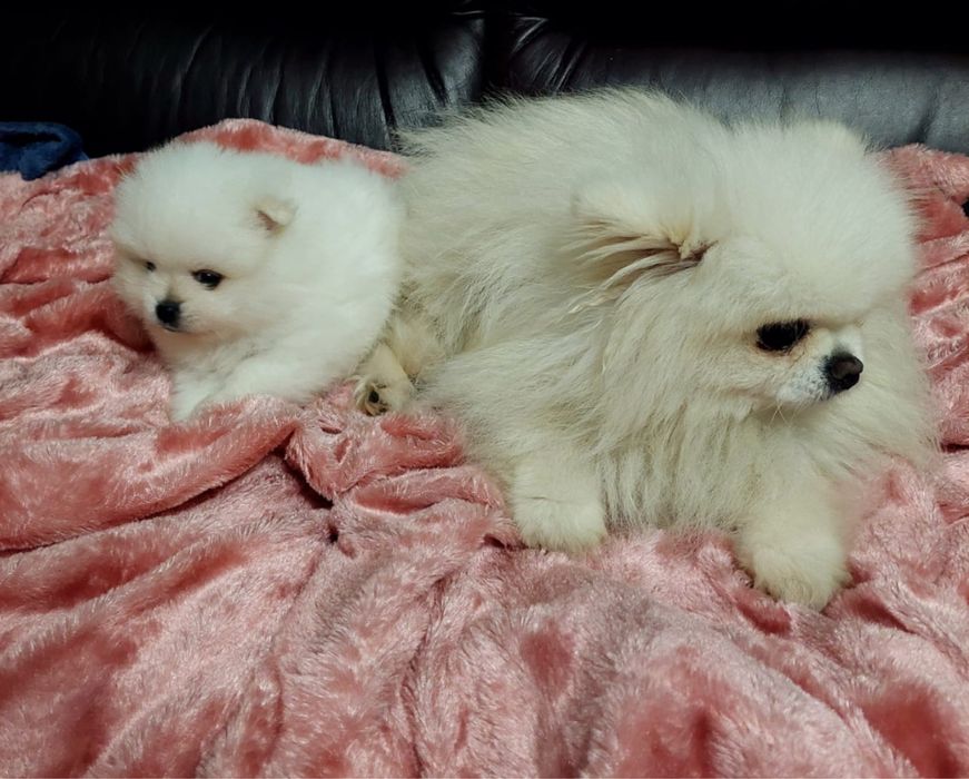 Lulu da pomerania spitz alemao