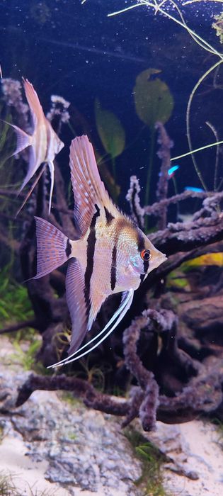 Skalar Pterophyllum Altum Rio nanay