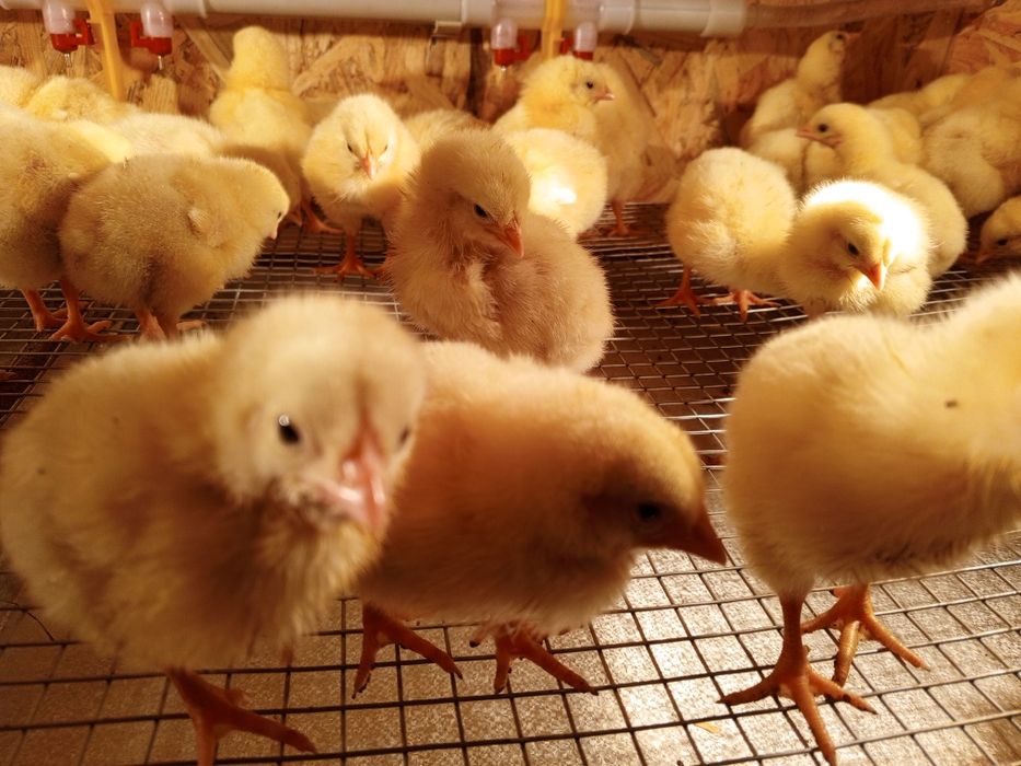 Брудер для курчат