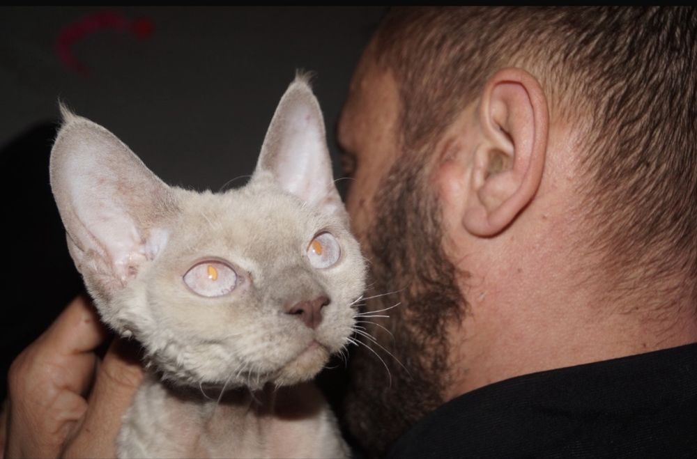 Reproduktor Devon Rex