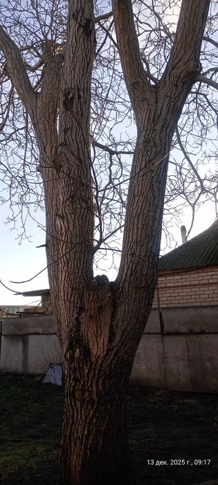 Продам ёлку и стволы ореха самовывоз