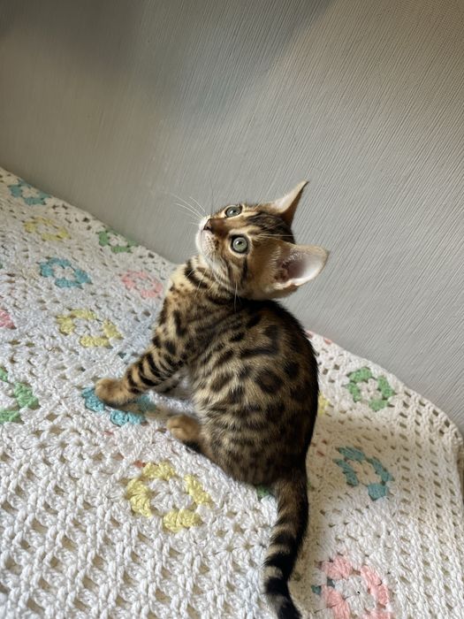 Бенгальські кошенята
