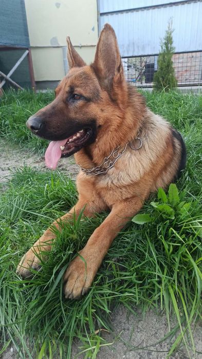 Жених ищет невесту