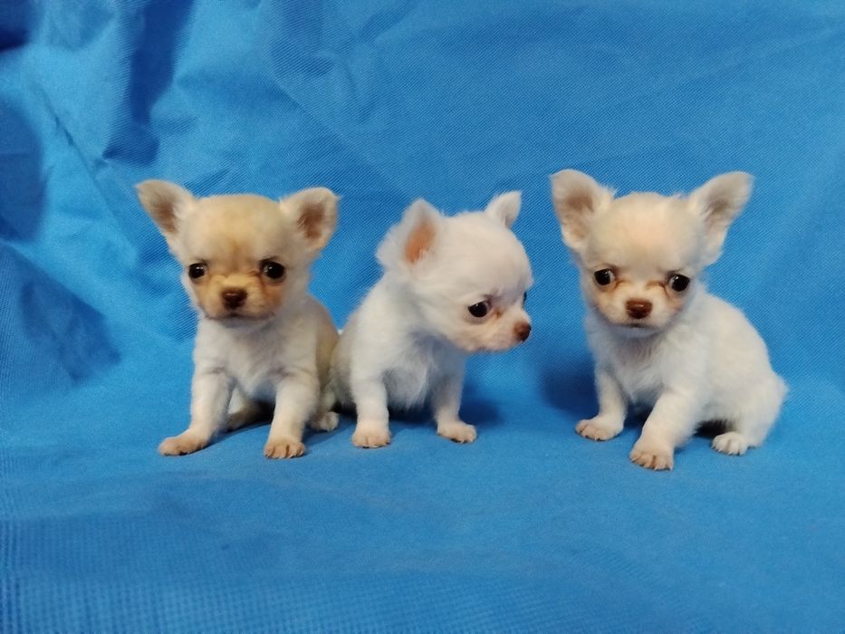 Śliczna  bardzo malunia.  chihuahua. Piesek