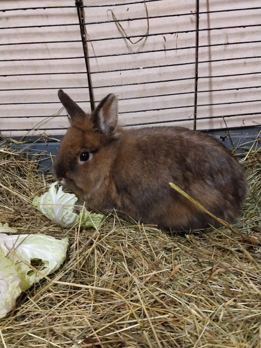 Sprzedam samice miniaturki