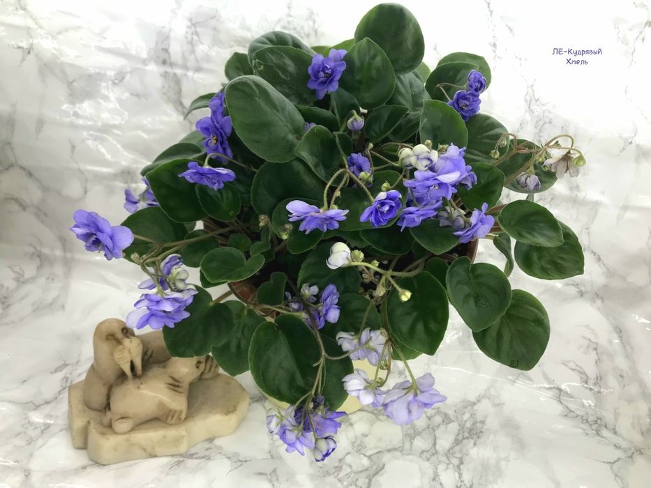 Сортові фіалки трейлери /  сортовые фиалки / фиалка